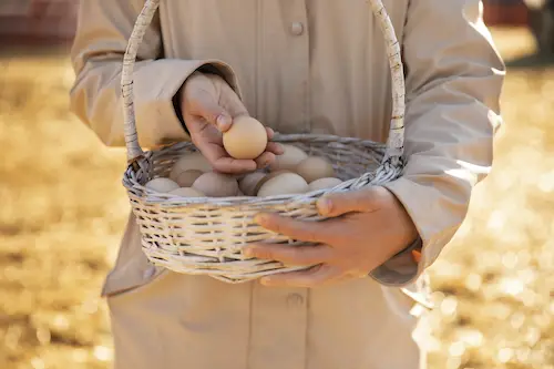 oeufs biologiques dans panier